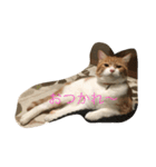 吾輩はニャンコ（家猫リコピンの日常）（個別スタンプ：19）