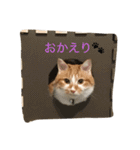 吾輩はニャンコ（家猫リコピンの日常）（個別スタンプ：20）