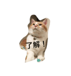 吾輩はニャンコ（家猫リコピンの日常）（個別スタンプ：22）