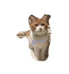 吾輩はニャンコ（家猫リコピンの日常）（個別スタンプ：24）