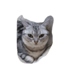 可愛い猫ちゃん達の集まりです（個別スタンプ：1）