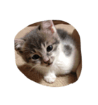 可愛い猫ちゃん達の集まりです（個別スタンプ：3）