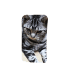 可愛い猫ちゃん達の集まりです（個別スタンプ：4）