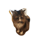 可愛い猫ちゃん達の集まりです（個別スタンプ：6）