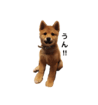 チクワ犬（個別スタンプ：1）