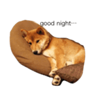チクワ犬（個別スタンプ：3）