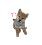 チクワ犬（個別スタンプ：4）