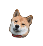 チクワ犬（個別スタンプ：5）