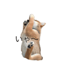 チクワ犬（個別スタンプ：6）