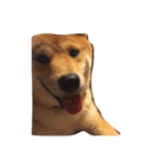 チクワ犬（個別スタンプ：8）