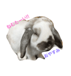 うさぎのちむ（個別スタンプ：1）
