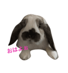 うさぎのちむ（個別スタンプ：4）