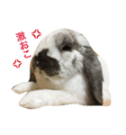 うさぎのちむ（個別スタンプ：5）