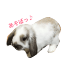 うさぎのちむ（個別スタンプ：7）