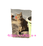 きなこの毎日（個別スタンプ：2）