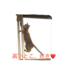 きなこの毎日（個別スタンプ：3）