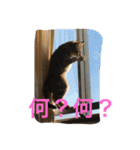 きなこの毎日（個別スタンプ：5）