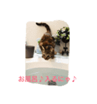 きなこの毎日（個別スタンプ：8）