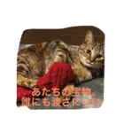 きなこの毎日（個別スタンプ：9）