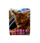 きなこの毎日（個別スタンプ：11）