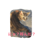 きなこの毎日（個別スタンプ：13）