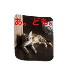 きなこの毎日（個別スタンプ：14）