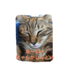 きなこの毎日（個別スタンプ：15）