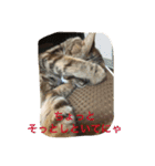 きなこの毎日（個別スタンプ：16）