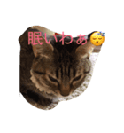 猫だぁ！（個別スタンプ：1）
