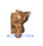 猫だぁ！（個別スタンプ：2）