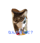 猫だぁ！（個別スタンプ：3）