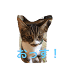 猫だぁ！（個別スタンプ：4）