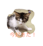 猫だぁ！（個別スタンプ：5）