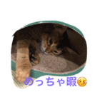 猫だぁ！（個別スタンプ：6）