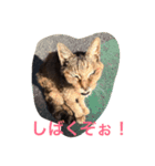 猫だぁ！（個別スタンプ：7）
