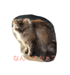 猫だぁ！（個別スタンプ：8）