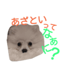 ポメチワ ピコリン2（個別スタンプ：1）