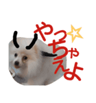 ポメチワ ピコリン2（個別スタンプ：2）