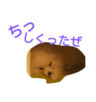 ポメチワ ピコリン2（個別スタンプ：3）