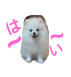 ポメチワ ピコリン2（個別スタンプ：6）