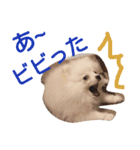 ポメチワ ピコリン2（個別スタンプ：8）