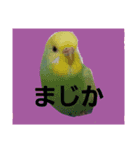 インコと犬（個別スタンプ：1）