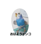 インコと犬（個別スタンプ：2）