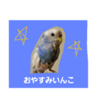 インコと犬（個別スタンプ：4）