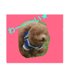 インコと犬（個別スタンプ：5）