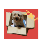 インコと犬（個別スタンプ：7）