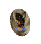 M.Dachs（個別スタンプ：3）