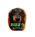 M.Dachs（個別スタンプ：4）