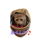 donbe（個別スタンプ：1）