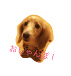 ミアの大冒険（個別スタンプ：1）
